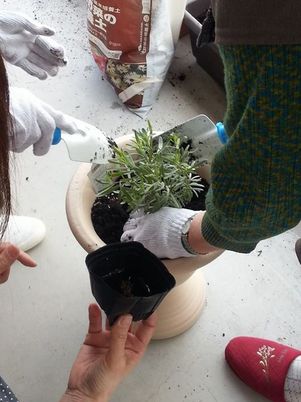 植物の植え替え活動