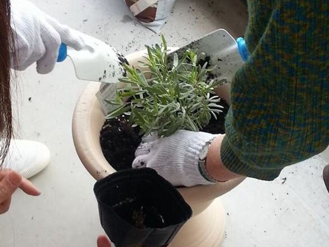 植物の植え替え活動 鉢植え 手袋をして植物の世話をしている方々がいます。親しみやすい環境でのびのびと働ける様子がうかがえます。