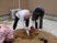 中庭での植栽活動