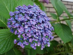 紫陽花が咲く中庭