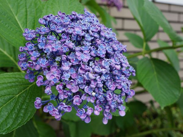 紫陽花が咲く中庭