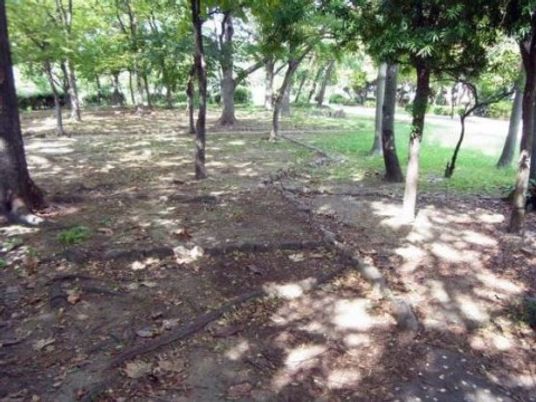 緑豊かな庭の様子
