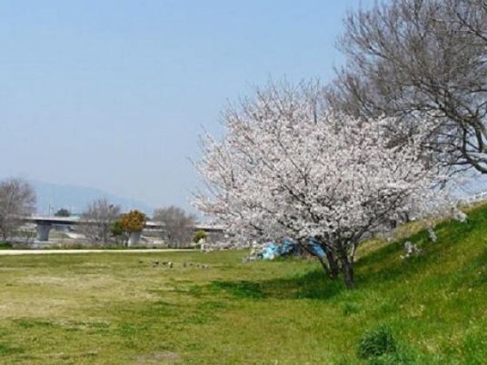 春の桜並木と芝生