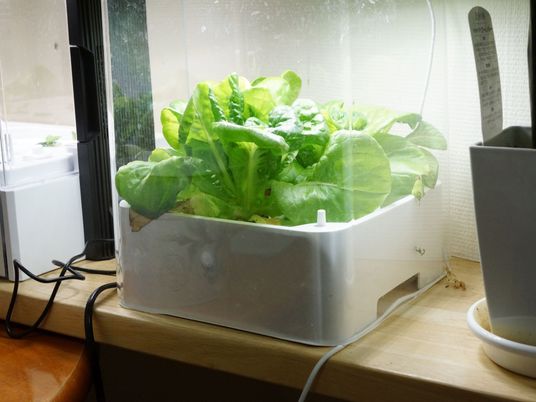 室内栽培された新鮮な野菜