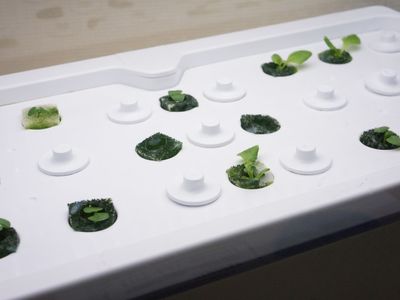 水耕栽培で育つ植物