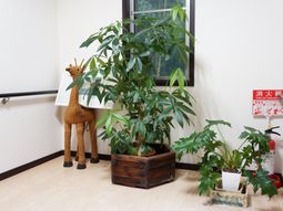 廊下の観葉植物と象徴物
