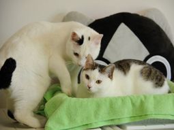 猫がくつろぐ居室