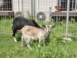 ヤギがいる明るい庭