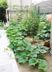 中庭の緑豊かな植物