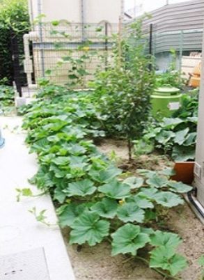 中庭の緑豊かな植物