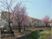 桜並木と建物外観