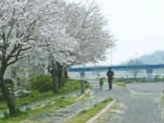 春の満開の桜並木