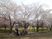 桜並木と散策する人々
