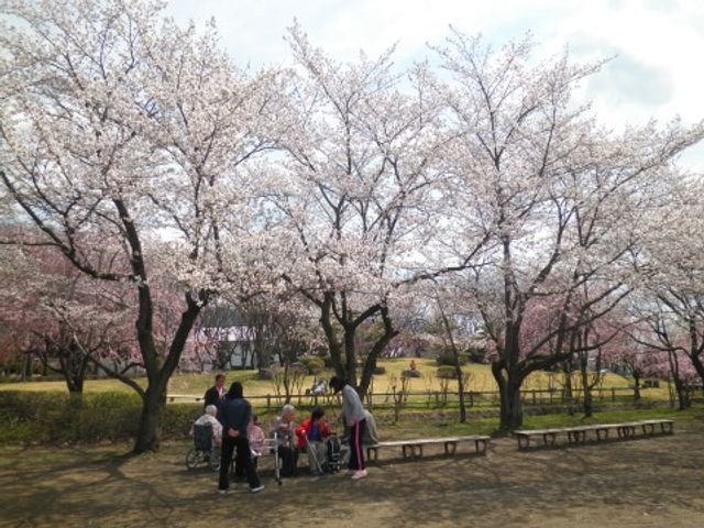 桜並木と散策する人々 公園 桜の並木道を歩きながら、四季折々の自然を感じることができるやすらぎの場所です。皆でのんびりと季節の変化を楽しめます。