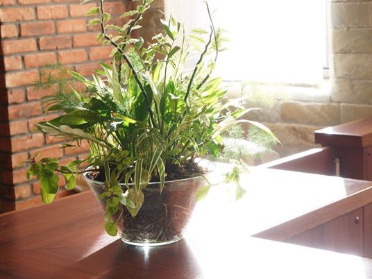明るい光の居室の観葉植物