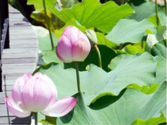 蓮の花と緑の葉 庭園 広々とした中庭には美しい蓮の花が咲いており、訪れる人々に穏やかな癒しを提供しています。