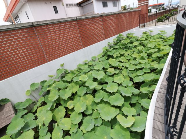 緑豊かな庭の一角 庭園 落ち着いた雰囲気の中庭で、季節の花々や緑を目にすることができ、居心地の良い時間を過ごすことが可能です。