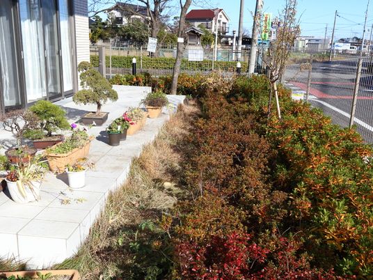 中庭の草花と植木