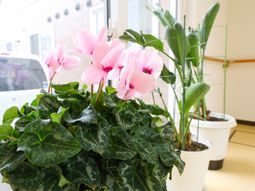 ピンクの花が咲く窓辺