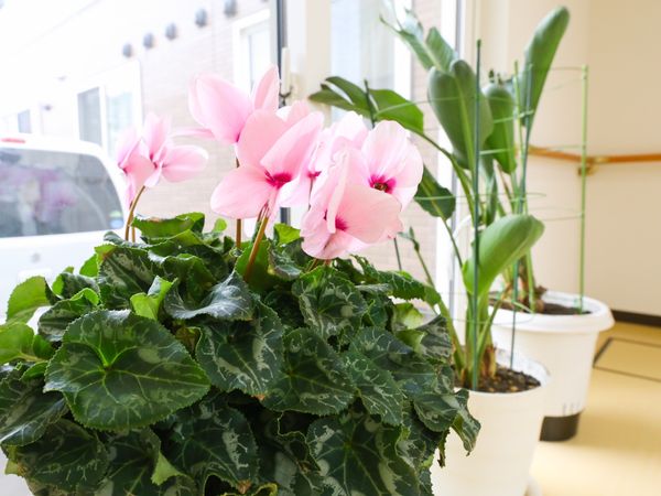 ピンクの花が咲く窓辺