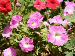 赤とピンクの花が咲く庭