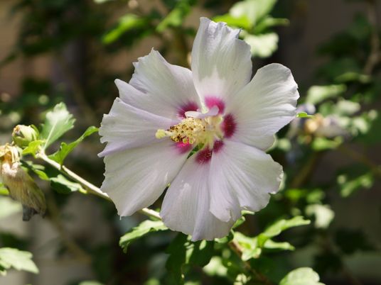 白紫の鮮やかな花