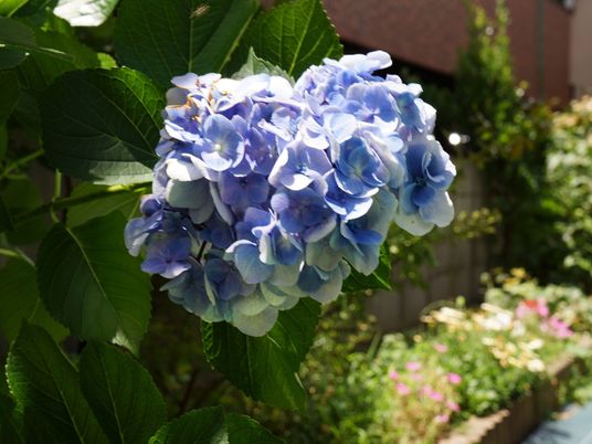 紫陽花と緑豊かな庭