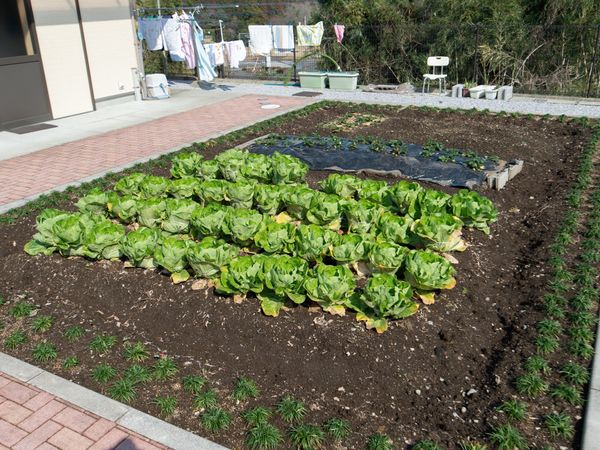 新鮮な野菜が育つ庭