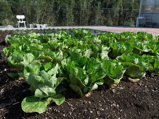 新鮮な緑の野菜畑