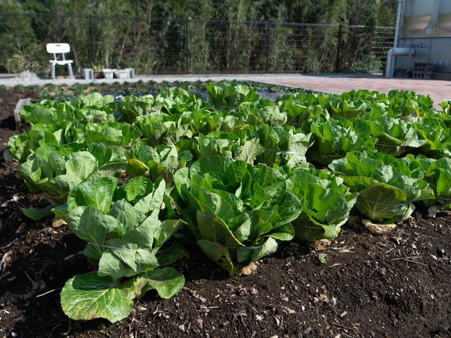 新鮮な緑の野菜畑 畑 手入れが行き届いた野菜畑が広がる、心地良い中庭です。利用者の方々が菜園作業を楽しむ姿を想像できます。