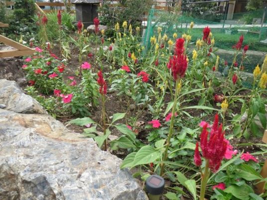 きれいな花が植えられた中庭