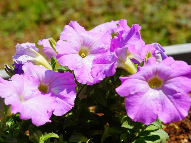 紫色の鮮やかな花々 花 色とりどりの草花が彩る落ち着いた中庭では、四季折々の自然と触れ合い、やすらぎのひとときを過ごせます。