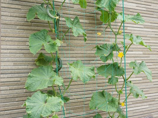 壁に這う緑の植物