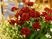 赤い薔薇の花束