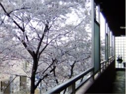 窓越しの桜と廊下
