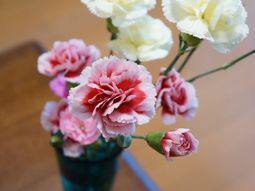 色とりどりのカーネーション