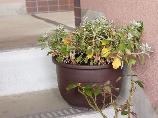 鉢植えが並ぶ廊下