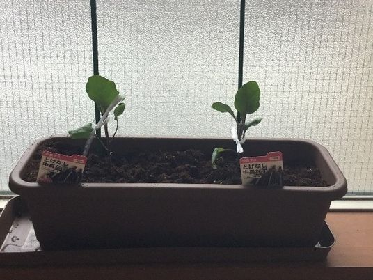 鉢植えの苗と窓辺  