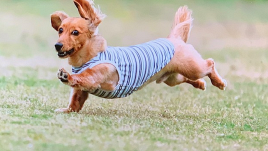 走る犬の姿