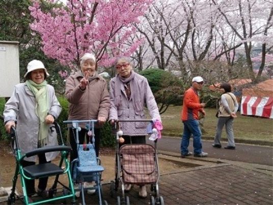 桜と散策する利用者たち