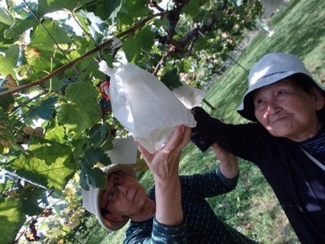 ぶどうの世話をする人々 ぶどう狩り 清々しい中庭で、利用者が笑顔でぶどうの手入れを楽しんでいます。自然に触れ合うことができる環境は、日々の生活に潤いを与えます。