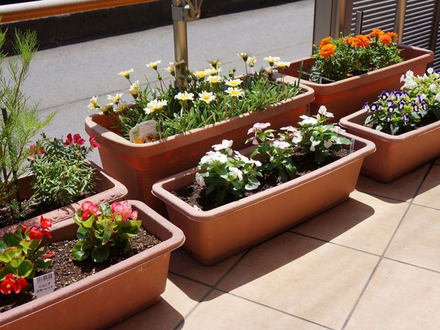 植物が並ぶ明るいスペース 花 屋外に設けられた緑豊かなスペースで、心地よい日差しの中、植物の手入れを楽しむことができます。