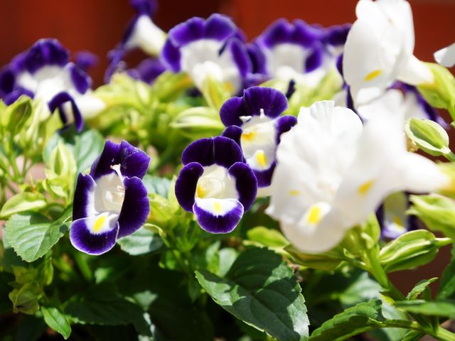 紫白色の美しい花 花 施設の庭には、心を和ませる色鮮やかな花々が植えられており、自然の豊かさを感じさせる空間となっています。