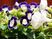 紫白色の美しい花