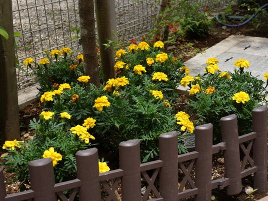 きれいな花の中庭