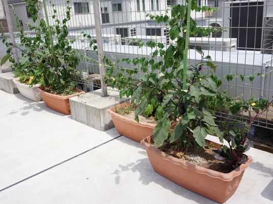 施設の写真 沢山のプランターでは茄子などの野菜を育てている。土の管理や水やりをして、野菜の収穫を目指すことができる。