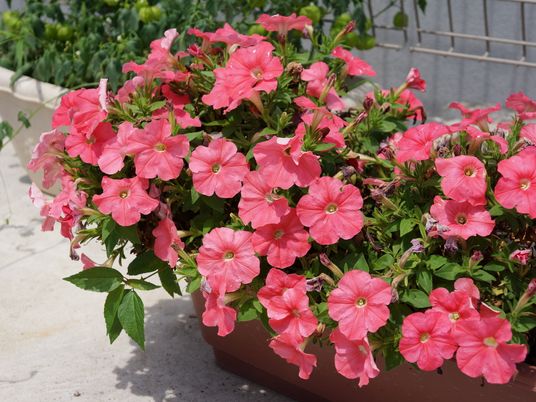 ピンク色の花が咲く鉢植え