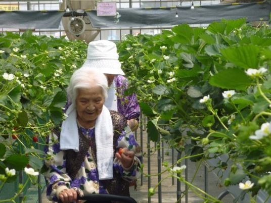 笑顔で植物を観る高齢者