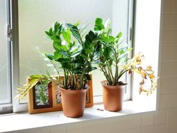 窓辺の植物と陽光