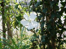白い花が咲く中庭